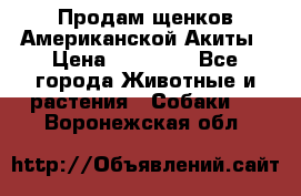 Продам щенков Американской Акиты › Цена ­ 25 000 - Все города Животные и растения » Собаки   . Воронежская обл.